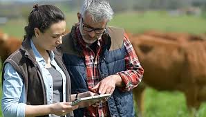 Two individuals in a cow pasture looking at data on a digital tablet.