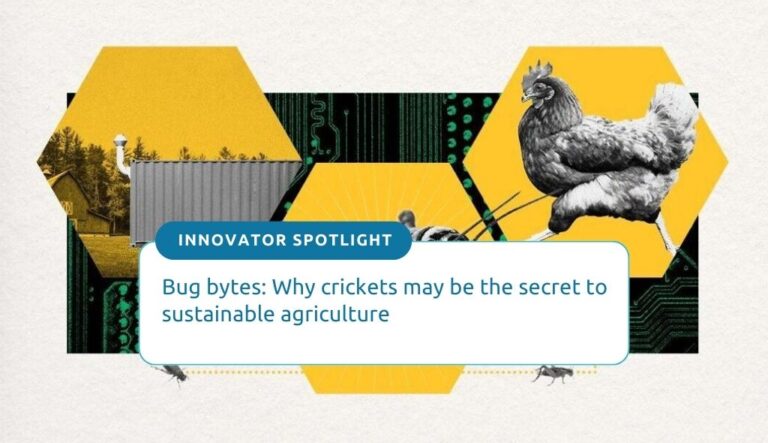 Bug bytes: Why crickets may be the secret to sustainable agriculture