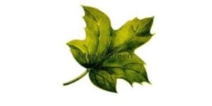 Maple Green Digital Technologies Ltd Logo